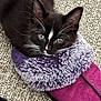 animal, black_and_white, blue_eyes, carpet, cat, cozy, cute, domestic, fur, furry, indoor, kitten, pet, playful, purple, resting, slipper, small, soft, whiskers
