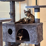 Cocoa Sebastian is registered to the contest to win money with this photo: animal, black_cat, cat, cat_tree, cats, cozy, curious, cute, fur, furniture, home, indoor, lounge, pet, play, relax, resting, scratching_post, tortoiseshell_cat, whiskers