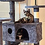 animal, black_cat, cat, cat_tree, cats, cozy, curious, cute, fur, furniture, home, indoor, lounge, pet, play, relax, resting, scratching_post, tortoiseshell_cat, whiskers