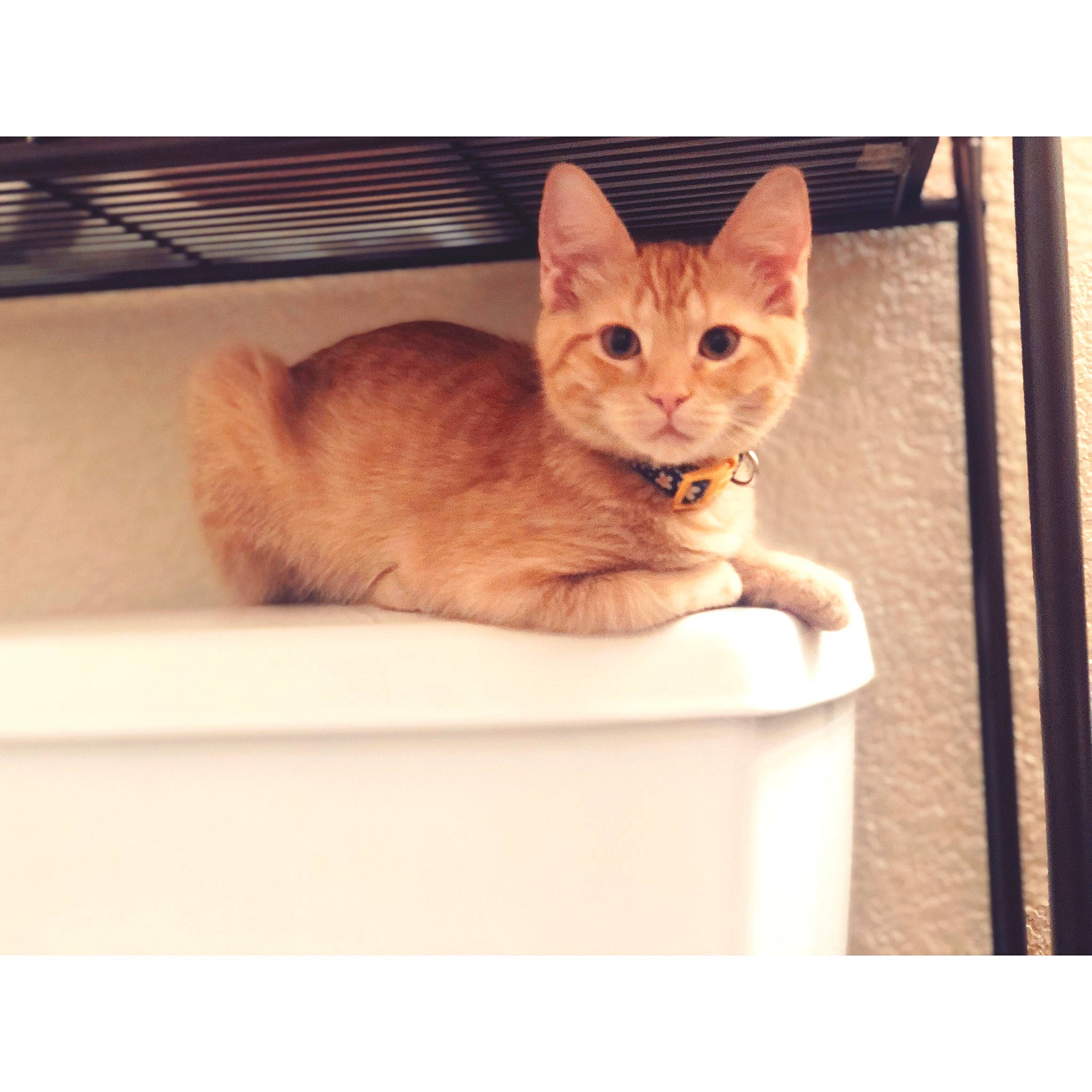 Gem joined the competition — help win amazing prizes! abyssinian, asian, beige, carnivore, cat, chausie, domestic_short_haired_cat, ear, european_shorthair, eye, fawn, felidae, fur, kitten, mammal, small_to_medium_sized_cats, snapshot, square, tabby_cat, whiskers