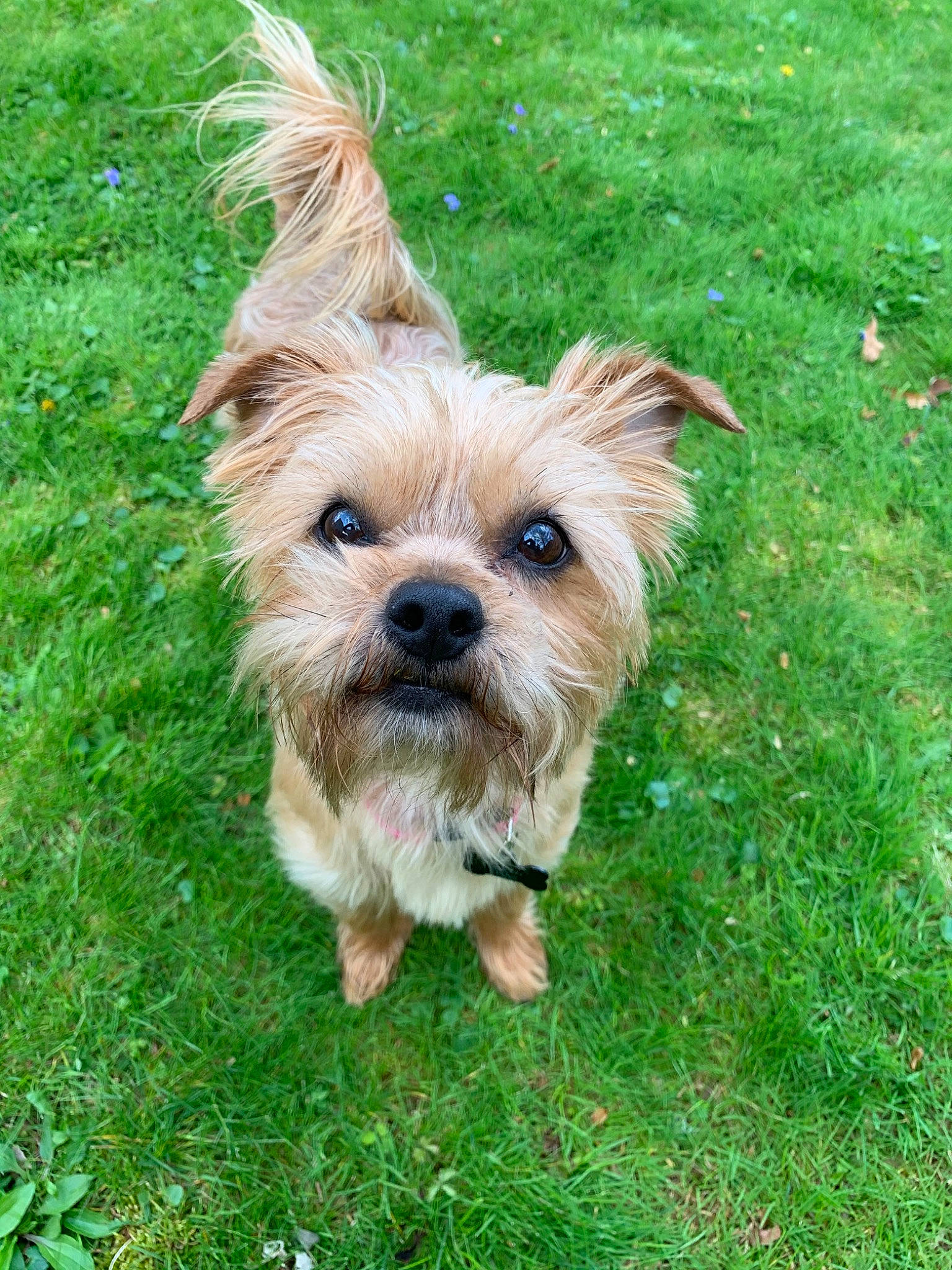 Iggy is registered to the contest to win money with this photo: australian_silky_terrier, australian_terrier, cairn_terrier, canidae, carnivore, chinese_imperial_dog, companion_dog, dog, dog_breed, glen_of_imaal_terrier, grass, mammal, morkie, norfolk_terrier, norwich_terrier, small_terrier, snout, terrier, vertebrate, yorkshire_terrier