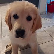 Oslo a rejoint le concours — aidez-le/la à gagner de superbes lots ! carnivoran, companion_dog, dog, dog_breed, dog_breed_group, dog_like_mammal, golden_retriever, labrador_retriever, mammal, nose, puppy, puppy_love, retriever, snout, sporting_group, vertebrate, whiskers
