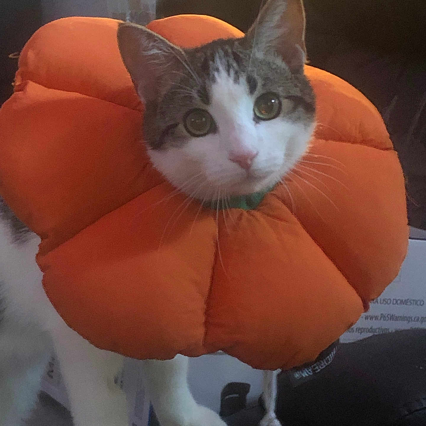 Jolly Roger is registered to the contest to win money with this photo: cat, kitten, pumpkin, costume, orange, autumn, seasonal, pet, animal, feline, portrait, indoors, sitting, paws, whiskers, ears, green_eyes, white_fur, tabby, cute