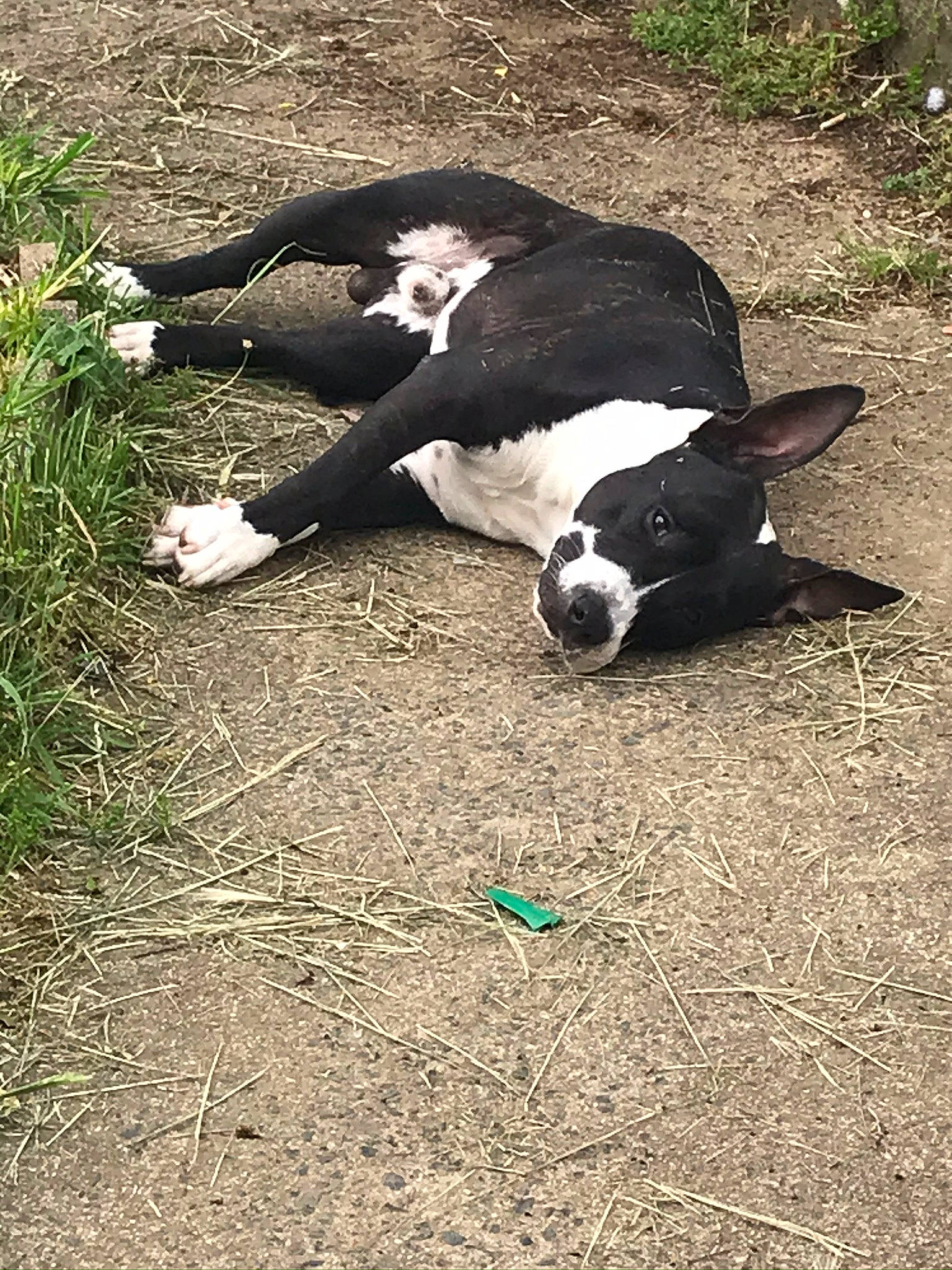 Pablo participe au concours pour gagner de l'argent avec cette photo : boston_terrier, canidae, carnivore, dog, dog_breed, grass, mammal, mcnab, non_sporting_group, sporting_group