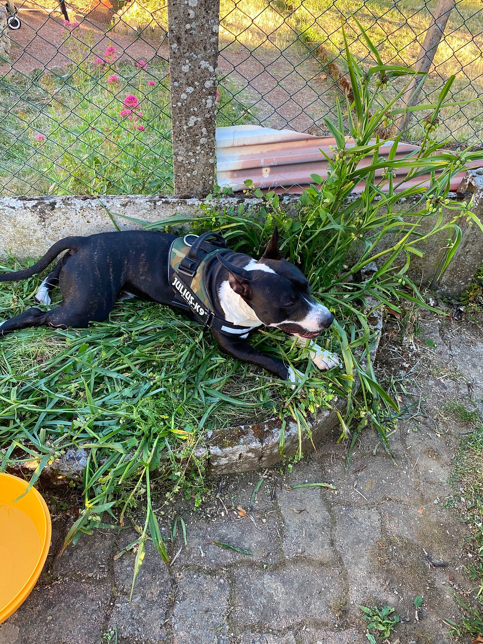 Pablo a rejoint le concours — aidez-le/la à gagner de superbes lots ! american_pit_bull_terrier, american_staffordshire_terrier, canidae, carnivore, dog, dog_breed, grass, non_sporting_group, tail