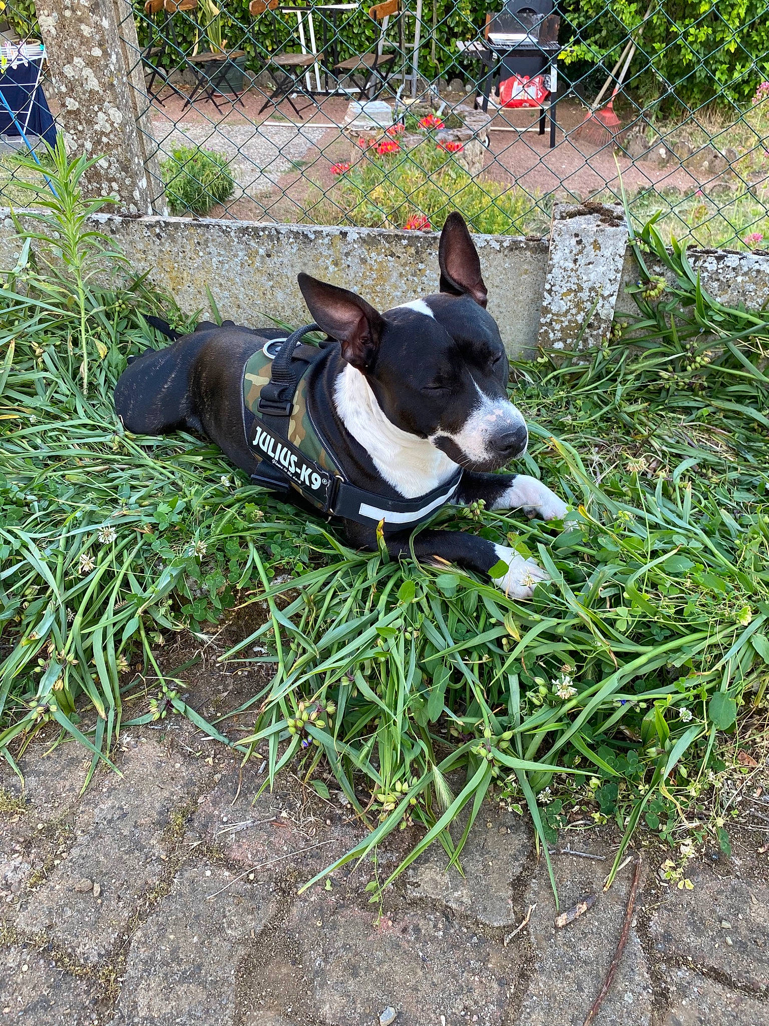 Pablo participe au concours pour gagner de l'argent avec cette photo : basenji, canidae, carnivore, dog, dog_breed, feist, grass, mammal, mcnab, plant, snout, teddy_roosevelt_terrier