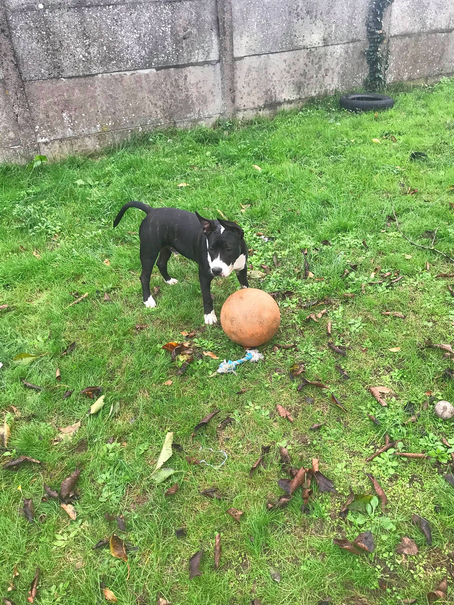 Pablo a rejoint le concours — aidez-le/la à gagner de superbes lots ! american_pit_bull_terrier, american_staffordshire_terrier, boston_terrier, bull_and_terrier, canidae, carnivore, companion_dog, dog, dog_breed, grass, mammal, non_sporting_group, pit_bull, puppy, sporting_group, staffordshire_bull_terrier, tail, terrier, vertebrate