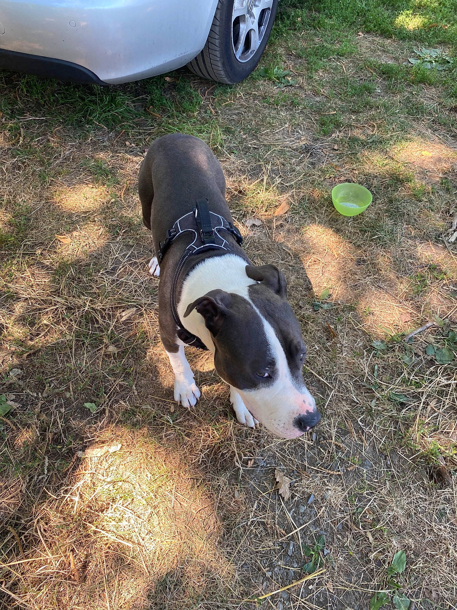 Gyzmo participe au concours pour gagner de l'argent avec cette photo : american_bulldog, american_pit_bull_terrier, american_staffordshire_terrier, canidae, carnivore, dog, dog_breed, grass, mammal, non_sporting_group, pit_bull, snout, terrier