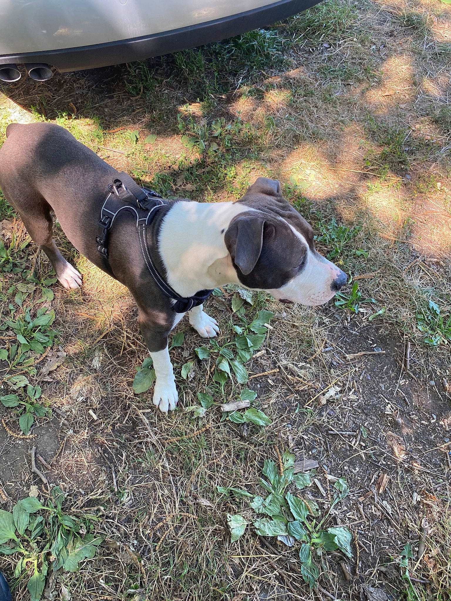 Gyzmo participe au concours pour gagner de l'argent avec cette photo : american_pit_bull_terrier, canidae, carnivore, dog, dog_breed, fawn, hunting_dog, mammal, non_sporting_group, pointer, snout, sporting_group, vertebrate