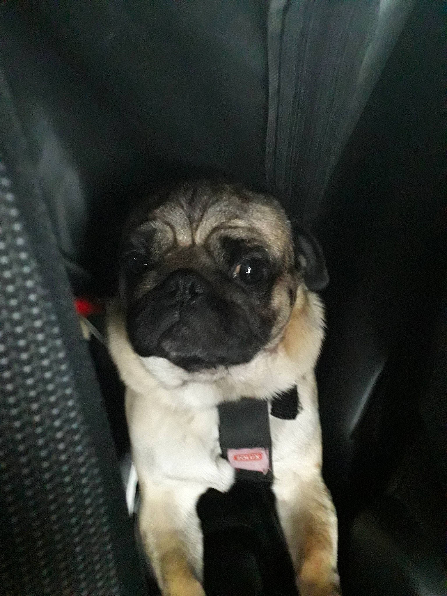 Léo a rejoint le concours — aidez-le/la à gagner de superbes lots ! canidae, carnivore, companion_dog, dog, dog_breed, fawn, mammal, non_sporting_group, pug, puppy, puppy_love, skin, snout, sporting_group, toy_dog, vertebrate, wrinkle