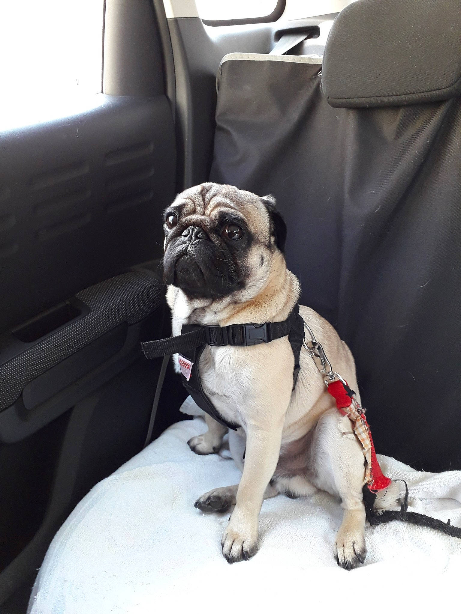 Léo participe au concours pour gagner de l'argent avec cette photo : canidae, car, car_seat, carnivore, companion_dog, dog, dog_breed, fawn, mammal, non_sporting_group, pug, puppy, snout, sporting_group, toy_dog, vehicle