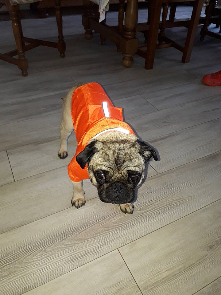 Léo a rejoint le concours — aidez-le/la à gagner de superbes lots ! british_bulldogs, bulldog, canidae, carnivore, companion_dog, dog, dog_breed, dog_clothes, fawn, floor, flooring, leash, non_sporting_group, old_english_bulldog, olde_english_bulldogge, pug, renascence_bulldogge, snout, sporting_group, toy_dog