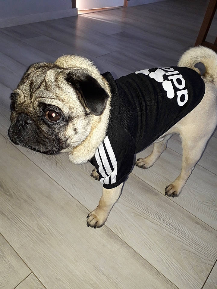 Léo a rejoint le concours — aidez-le/la à gagner de superbes lots ! ancient_dog_breeds, canidae, carnivore, companion_dog, dog, dog_breed, dog_clothes, dog_collar, fawn, fur, jacket, mammal, outerwear, pug, puppy_love, snout, sporting_group, toy_bulldog, toy_dog