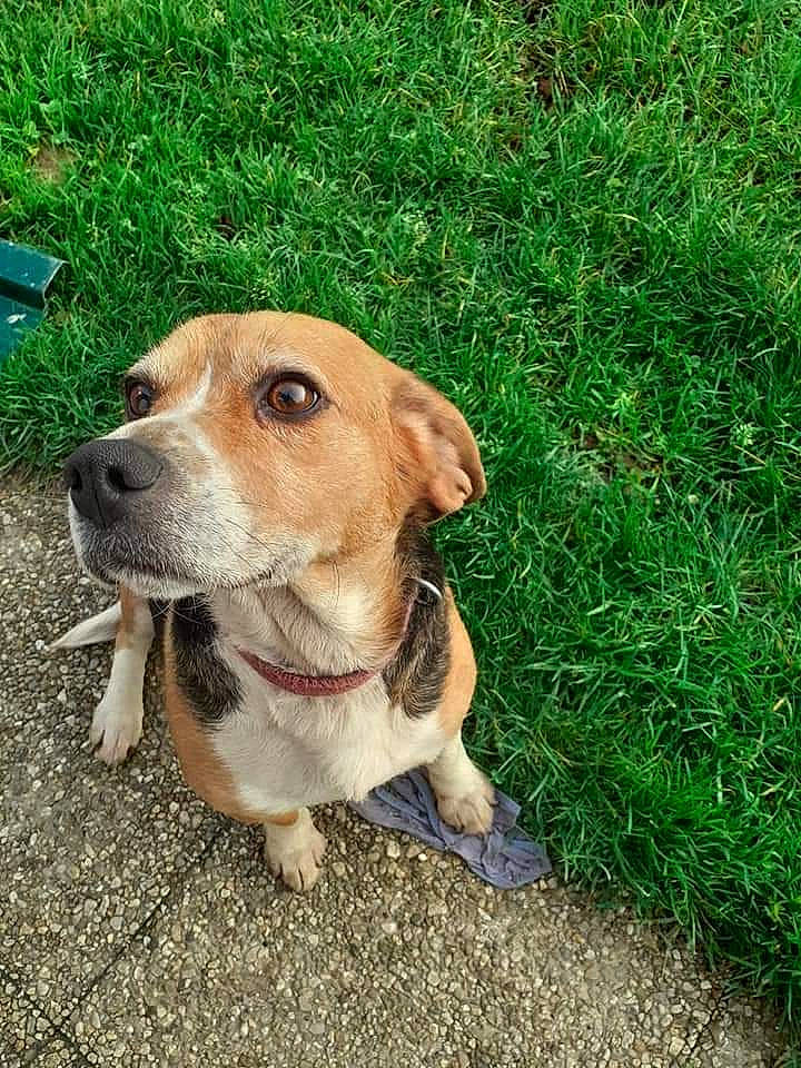 Anna a rejoint le concours — aidez-le/la à gagner de superbes lots ! adventure, beagador, beagle, canidae, carnivore, companion_dog, dog, dog_breed, fawn, grass, hunting_dog, mammal, mountain_cur, potcake_dog, rare_breed_dog, snout, sporting_group