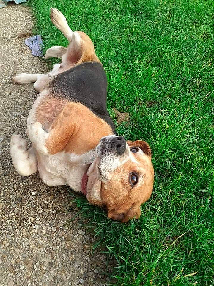 Anna a rejoint le concours — aidez-le/la à gagner de superbes lots ! basset_hound, beagle, canidae, carnivore, companion_dog, dog, dog_breed, grass, hound, lawn, mammal, puppy, snout, sporting_group, tail, vertebrate