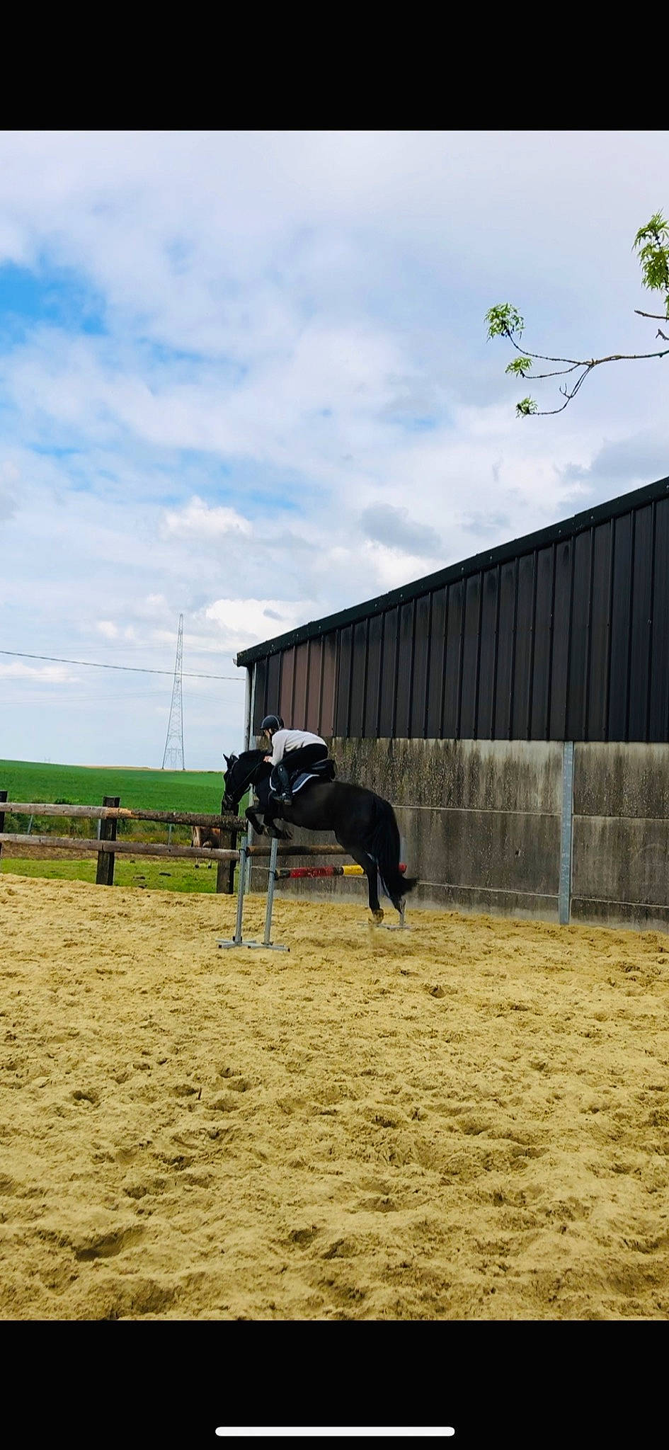 Nolita a rejoint le concours — aidez-le/la à gagner de superbes lots ! barn, farm, fence, horse, landscape, mare, pack_animal, plant, ranch, stallion, tree, working_animal