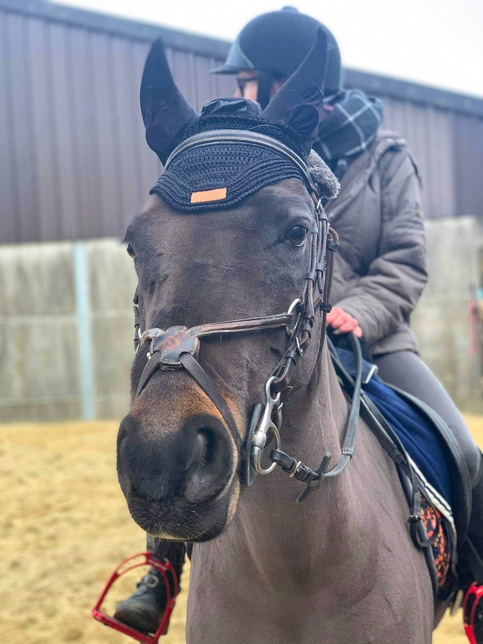 Nolita participe au concours pour gagner de l'argent avec cette photo : animal_sports, bridle, equestrianism, halter, horse, horse_harness, horse_supplies, horse_tack, livestock, mammal, mane, mare, organism, pack_animal, recreation, rein, saddle, snout, stallion, vertebrate