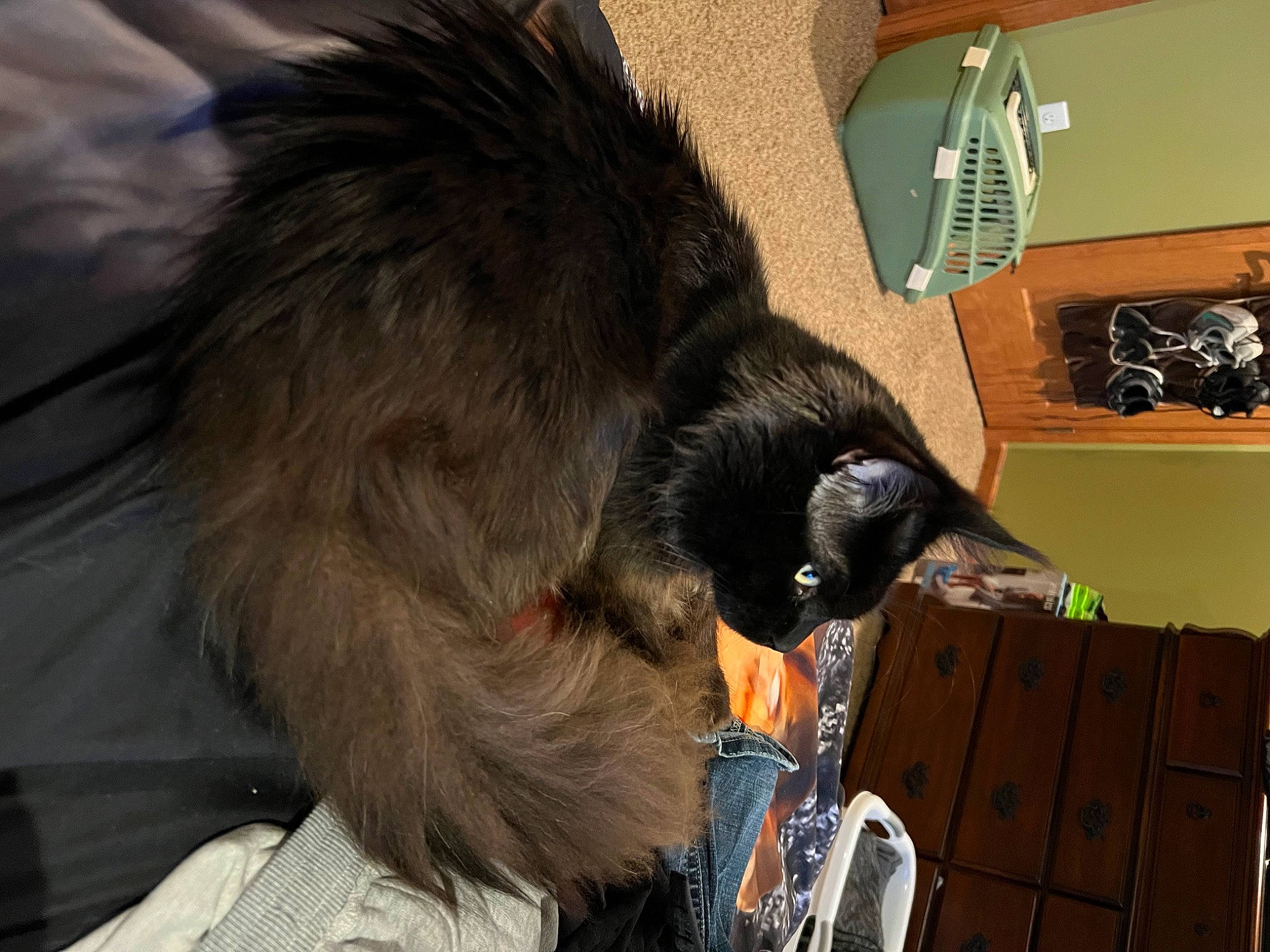 Bynx joined the competition — help win amazing prizes! audio_equipment, beak, canidae, carnivore, claw, collar, companion_dog, dog_breed, dog_collar, feather, fur, hair_coloring, pet_supply, snout, sporting_group, tail, whiskers, wing