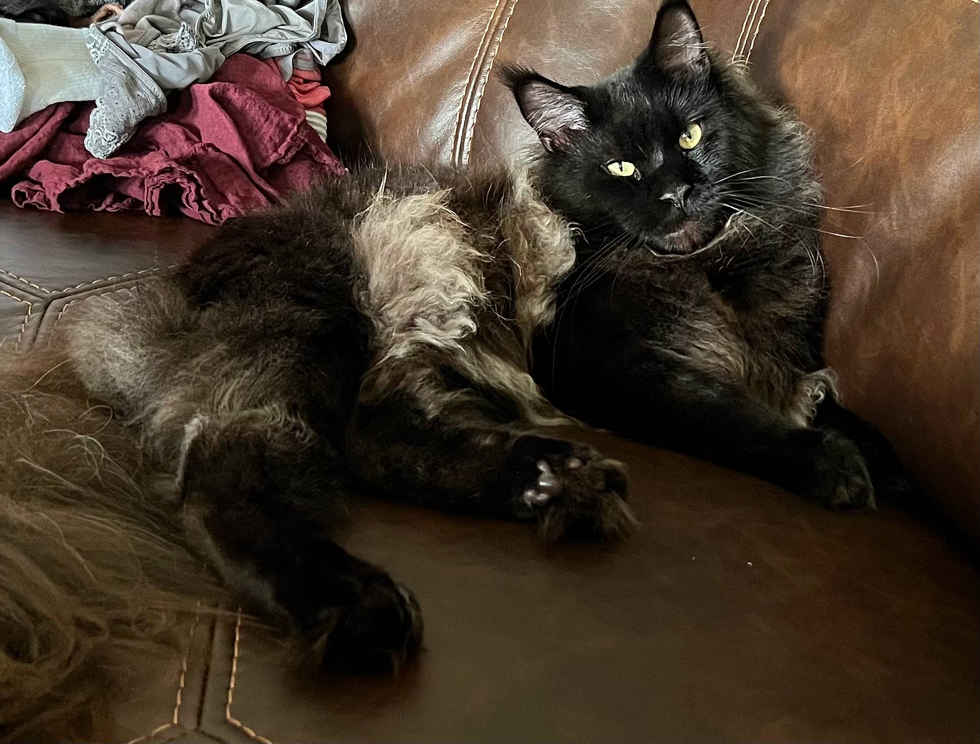 Bynx joined the competition — help win amazing prizes! black_cat, bombay, carnivore, cat, claw, comfort, domestic_short_haired_cat, felidae, fur, grey, natural_material, paw, sitting, small_to_medium_sized_cats, snout, tail, terrestrial_animal, whiskers