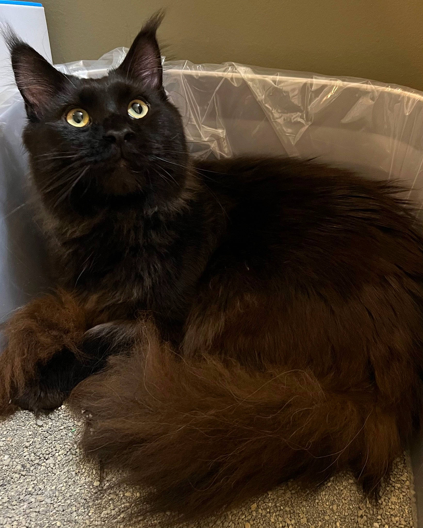 Bynx joined the competition — help win amazing prizes! black_cat, box, carnivore, cat, cat_supply, claw, comfort, domestic_short_haired_cat, felidae, fur, grey, iris, paw, sitting, small_to_medium_sized_cats, snout, tail, terrestrial_animal, whiskers, window