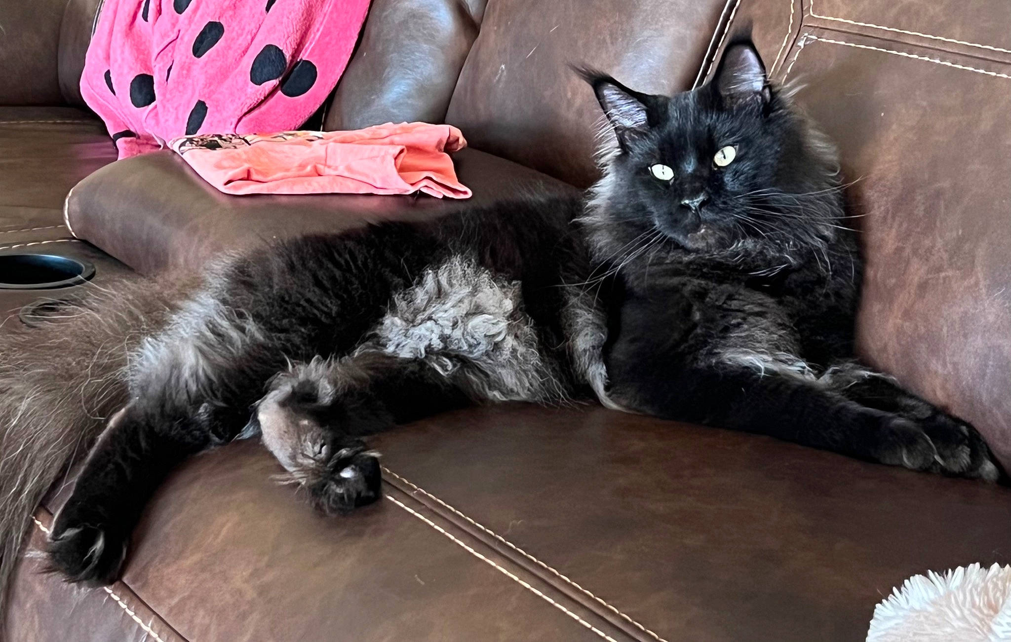 Bynx is registered to the contest to win money with this photo: black_cat, bombay, carmine, carnivore, cat, claw, comfort, domestic_short_haired_cat, felidae, foot, fur, grey, hardwood, paw, sitting, small_to_medium_sized_cats, snout, tail, terrestrial_animal, whiskers