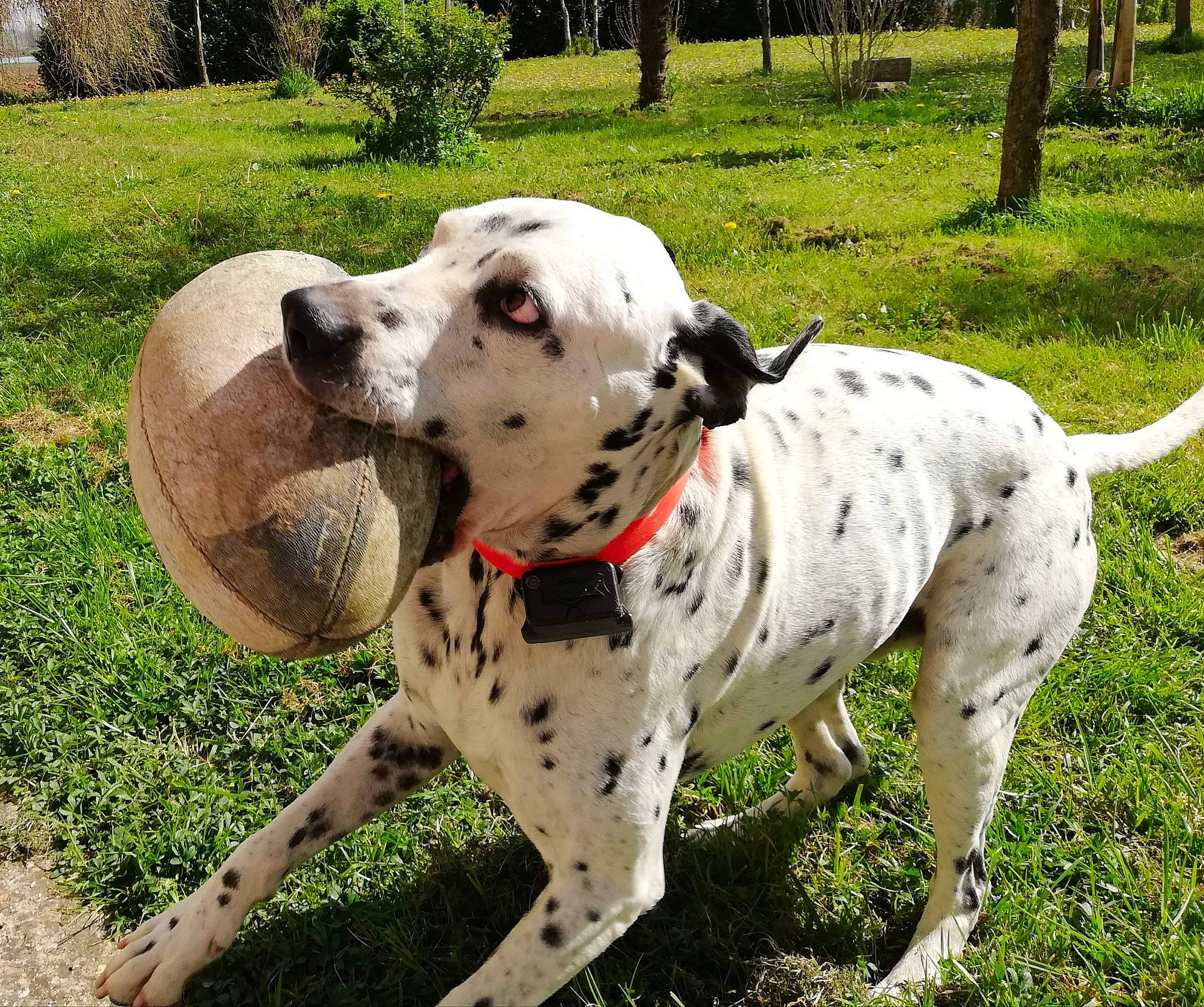 Hollywood participe au concours pour gagner de l'argent avec cette photo : canidae, carnivore, collar, companion_dog, dalmatian, dog, dog_breed, dog_collar, fawn, grass, hunting_dog, non_sporting_group, pet_supply, plant, snout, sporting_group, tree, vertebrate, working_animal, working_dog