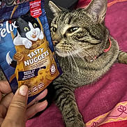 Naruto a rejoint le concours — aidez-le/la à gagner de superbes lots ! basket, box, carnivore, cat, cat_supply, claw, comfort_food, domestic_short_haired_cat, felidae, food, fur, junk_food, paw, pet_food, pet_supply, small_to_medium_sized_cats, snack, tail, whiskers