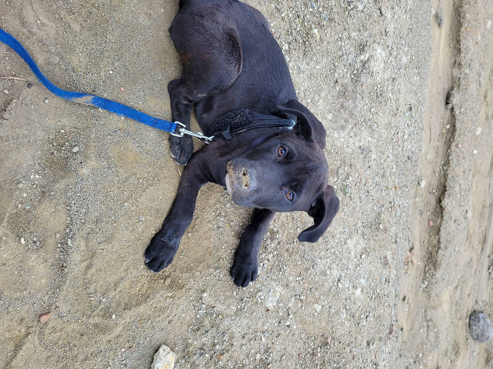 Beacon joined the competition — help win amazing prizes! carnivore, collar, dog, dog_breed, dog_collar, dog_supply, electric_blue, fashion_accessory, fawn, grey, leash, pet_supply, road_surface, shadow, snout, soil, sporting_group, tail, terrestrial_animal, working_animal