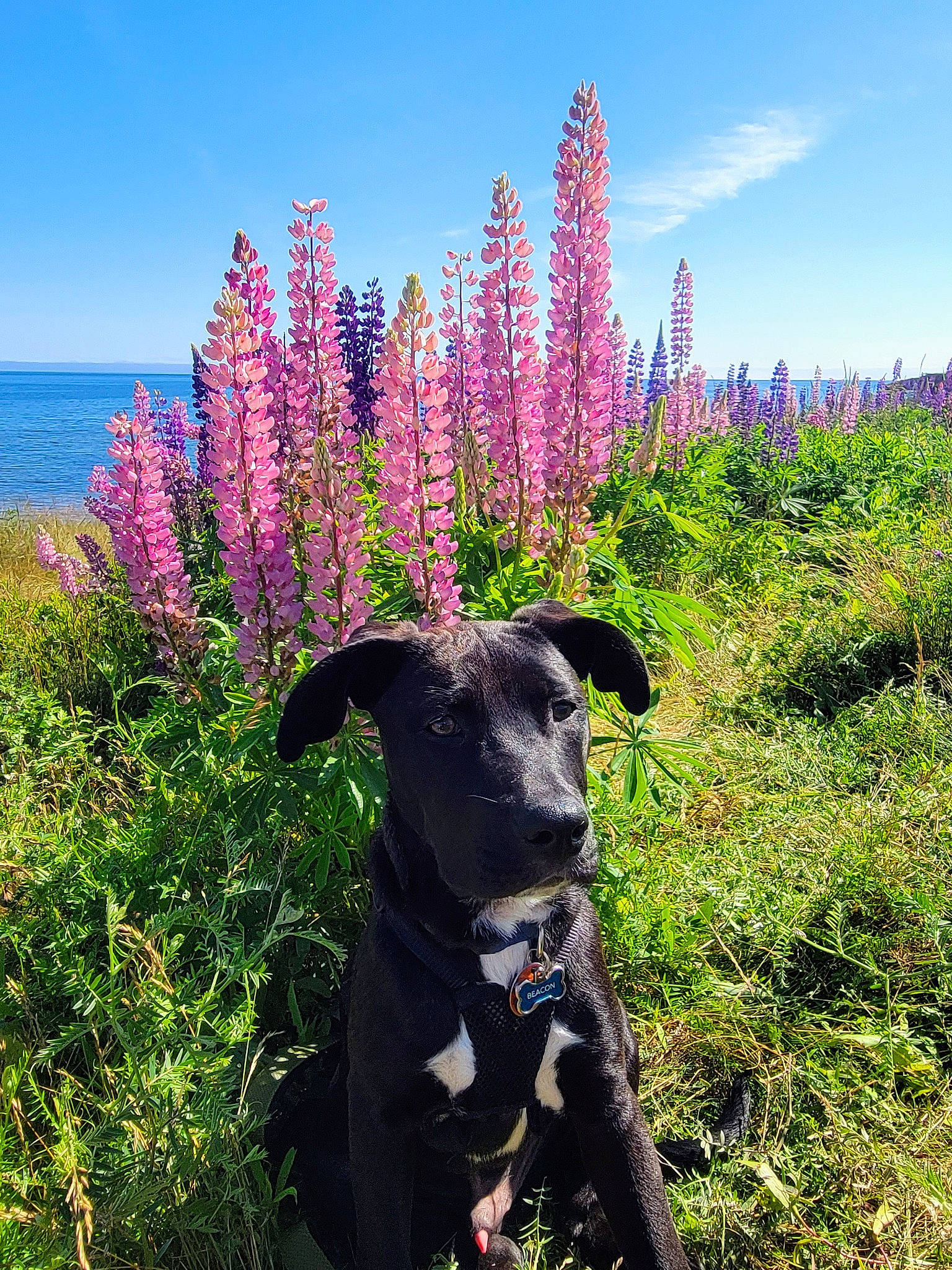 Beacon joined the competition — help win amazing prizes! blue, botany, carnivore, collar, dog, dog_collar, flower, flowering_plant, grass, meadow, natural_landscape, plant, plant_community, shrub, sky, terrestrial_plant, tree, vegetation, water, working_animal