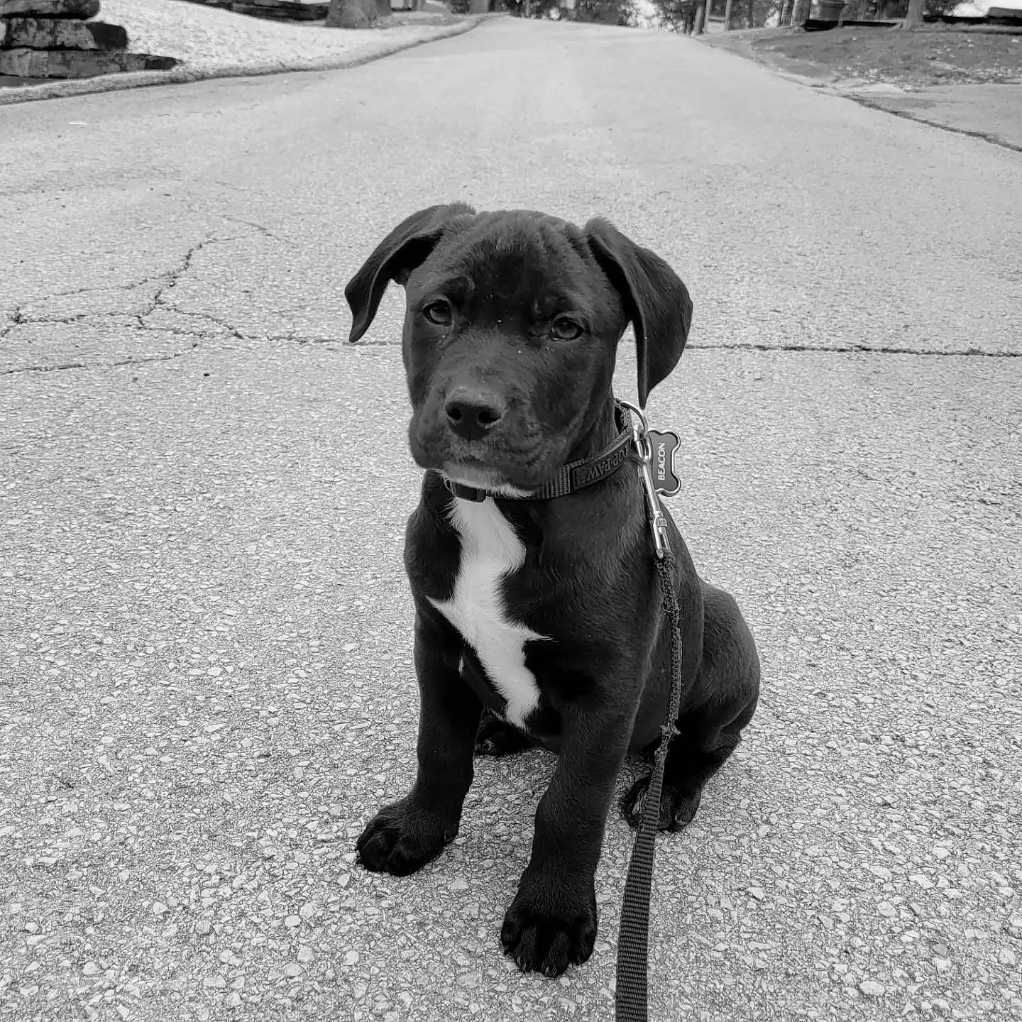 Beacon is registered to the contest to win money with this photo: asphalt, canidae, carnivore, collar, companion_dog, dog, dog_breed, dog_collar, fashion_accessory, fawn, hat, leash, monochrome, monochrome_photography, plant, road_surface, snout, sporting_group, whiskers, working_animal