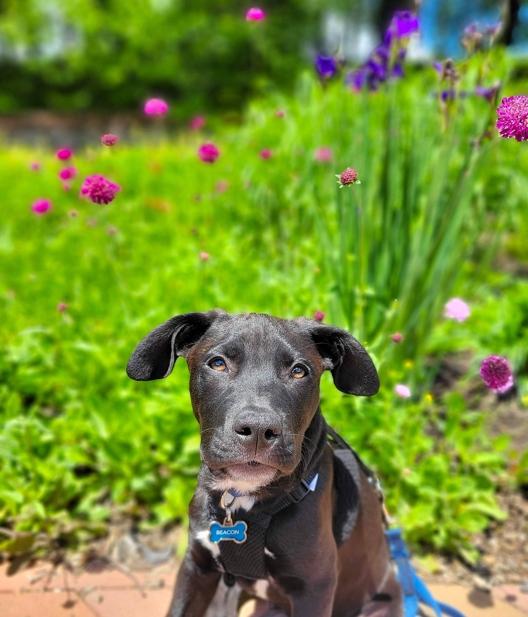 Beacon joined the competition — help win amazing prizes! annual_plant, canidae, carnivore, collar, companion_dog, dog, dog_breed, dog_collar, dog_supply, fashion_accessory, fawn, flower, garden, grass, groundcover, pet_supply, plant, snout, sporting_group, working_animal