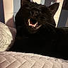 Binx joined the competition — help win amazing prizes! black_cat, cat, pet, animal, feline, teeth, mouth_open, whiskers, indoor, blanket, texture, chair, fur, resting, close_up, shadow, light, domestic, cute, sleepy