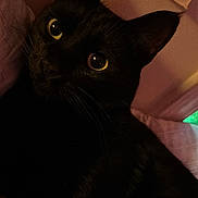 Binx is registered to the contest to win money with this photo: cat, black_cat, pet, animal, indoor, close_up, face, ears, whiskers, eyes, feline, portrait, bed, cozy, dark, shadow, fur, mystery, cute, looking