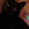 cat, black_cat, pet, animal, indoor, close_up, face, ears, whiskers, eyes, feline, portrait, bed, cozy, dark, shadow, fur, mystery, cute, looking