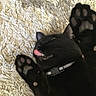 Binx joined the competition — help win amazing prizes! black_cat, cat, pet, animal, paw, tongue, collar, indoor, rug, feline, cute, playful, close_up, texture, cozy, fur, whiskers, sleepy, relaxed, domestic