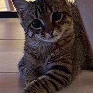 Appy participe au concours pour gagner de l'argent avec cette photo : animal, cat, closeup, curious, cute, ears, eyes, face, floor, fur, indoor, kitten, mammal, paw, pet, resting, stripes, tabby, whiskers, young