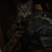 Bigboy joined the competition — help win amazing prizes! animal, cat, clutter, cozy, dark, eyes, feline, furniture, hidden, indoor, low_light, paws, pet, quiet, relaxed, resting, shadow, shelf, striped, tabby