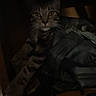 cat, tabby, shelf, indoor, low_light, clutter, furniture, pet, animal, resting, paws, feline, dark, shadow, eyes, striped, quiet, hidden, cozy, relaxed