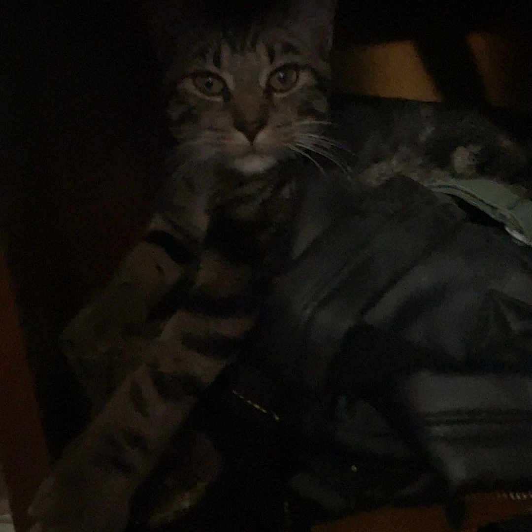 Bigboy