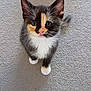 Yang is registered to the contest to win money with this photo: adorable, animal, calico, carpet, cat, curious, cute, domestic_cat, ears, feline, fluffy, fur, indoor, kitten, looking_up, paws, pet, small, whiskers, young