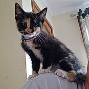 Yang is registered to the contest to win money with this photo: animal, calico, cat, closeup, collar, curious, cute, domestic, fur, household, indoor, kitten, person, pet, playful, portrait, rainbow, shoulder, whiskers, young