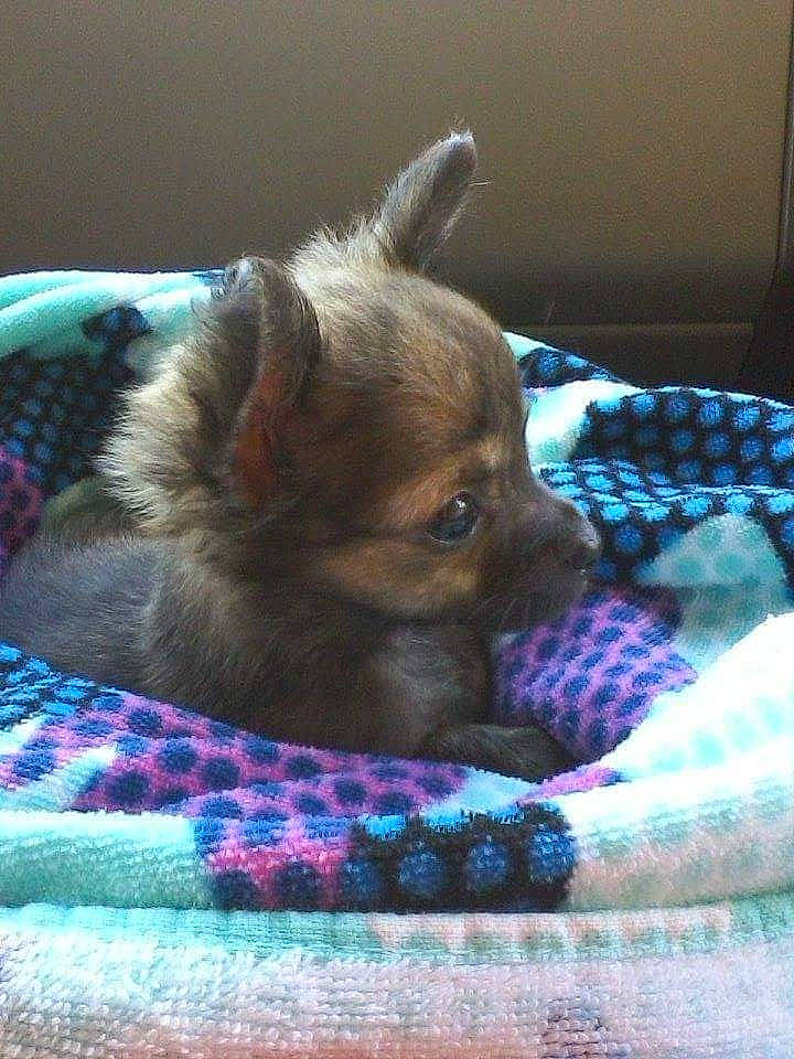 Bear Bear joined the competition — help win amazing prizes! canidae, carnivore, comfort, companion_dog, corgi_chihuahua, dog, dog_bed, dog_breed, dog_supply, fawn, fur, linens, liver, nap, pattern, snout, sporting_group, toy_dog, vertebrate, whiskers