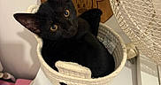 Zelda participe au concours pour gagner de l'argent avec cette photo : animal, basket, black_cat, black_fur, cartoon, cat, curious, cute, desk, fan, home, indoor, kitten, pet, portrait, sitting, toys, wooden_plaque, woven_basket, yellow_eyes