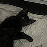 animal, bed, bedroom, black_cat, blanket, cat, close_up, dark, ears, eyes, feline, home, indoor, lying_down, paw, pet, portrait, quilt, relaxed, sleeping