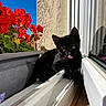 Zelda participe au concours pour gagner de l'argent avec cette photo : animal, balcony, black_cat, cat, ears, feline, flower_box, geranium, golden_eyes, kitten, licking, outdoor, pet, red_flowers, sitting, sunlight, tongue, whiskers, window, windowsill