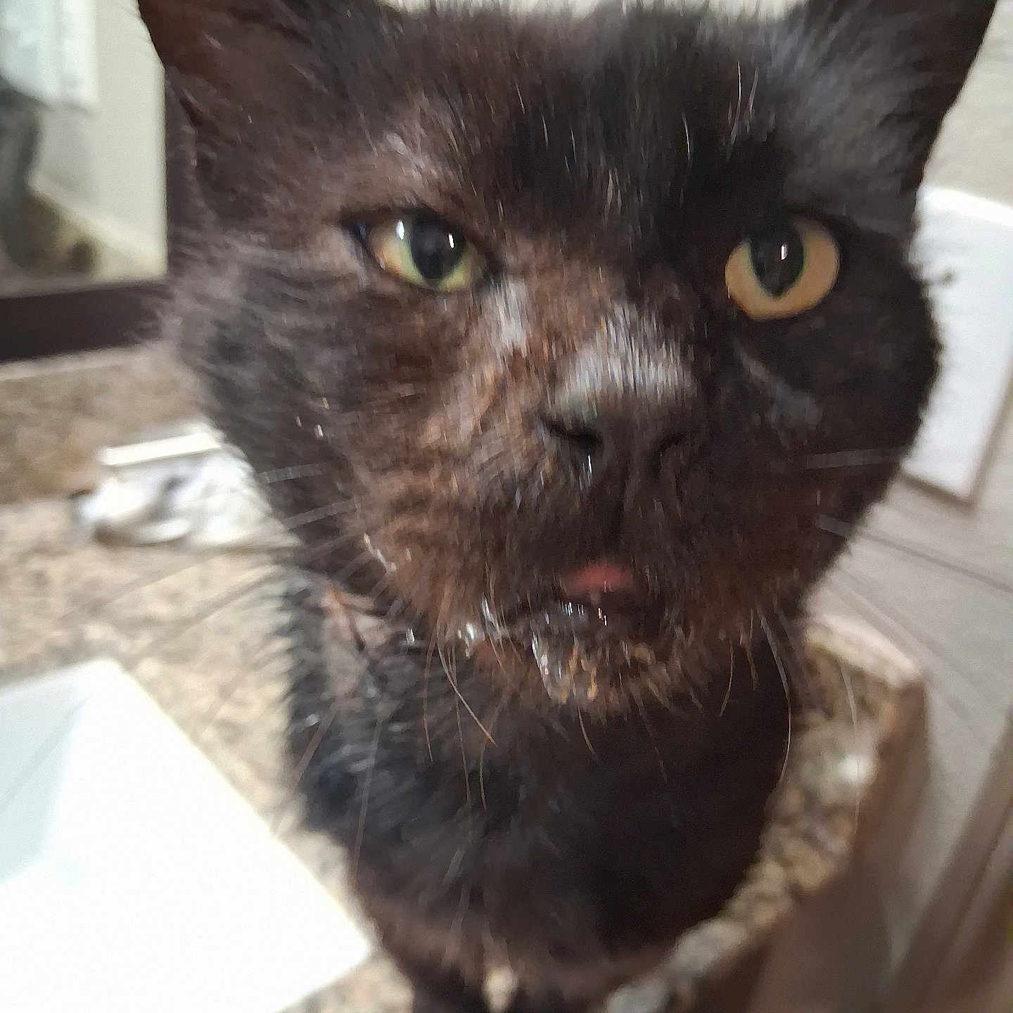 O.g. joined the competition — help win amazing prizes! animal, black_cat, blurred_background, cat, close_up, countertop, curious, domestic, ears, eyes, face, feline, fur, household, indoor, mouth, pet, portrait, sink, whiskers