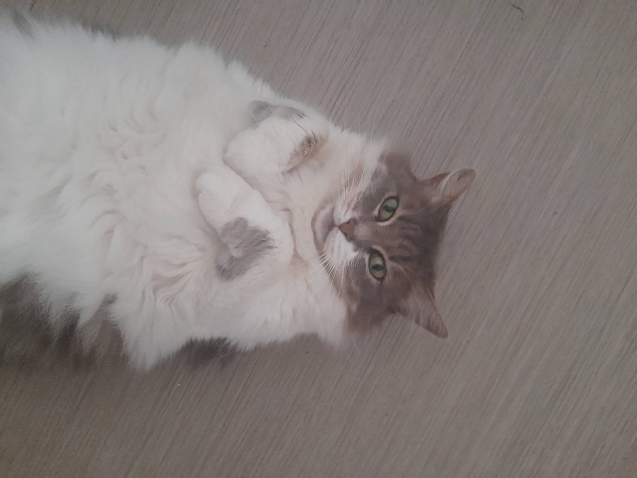 Cacahuette a rejoint le concours — aidez-le/la à gagner de superbes lots ! art, canidae, carnivore, cat, claw, domestic_short_haired_cat, fawn, felidae, flooring, fur, grey, hardwood, monochrome_photography, paw, ragdoll, small_to_medium_sized_cats, tail, whiskers, wood