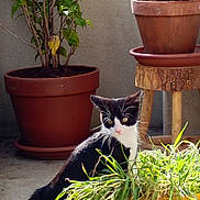 Oréo participe au concours pour gagner de l'argent avec cette photo : cat, plant, potted_plant, balcony, terracotta_pot, greenery, sunlight, curious, black_and_white_cat, leafy_plant, garden_ornament, ladybug, outdoor, concrete_floor, wooden_stool, nature, pet, animal, daylight, exploring