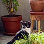cat, plant, potted_plant, balcony, terracotta_pot, greenery, sunlight, curious, black_and_white_cat, leafy_plant, garden_ornament, ladybug, outdoor, concrete_floor, wooden_stool, nature, pet, animal, daylight, exploring