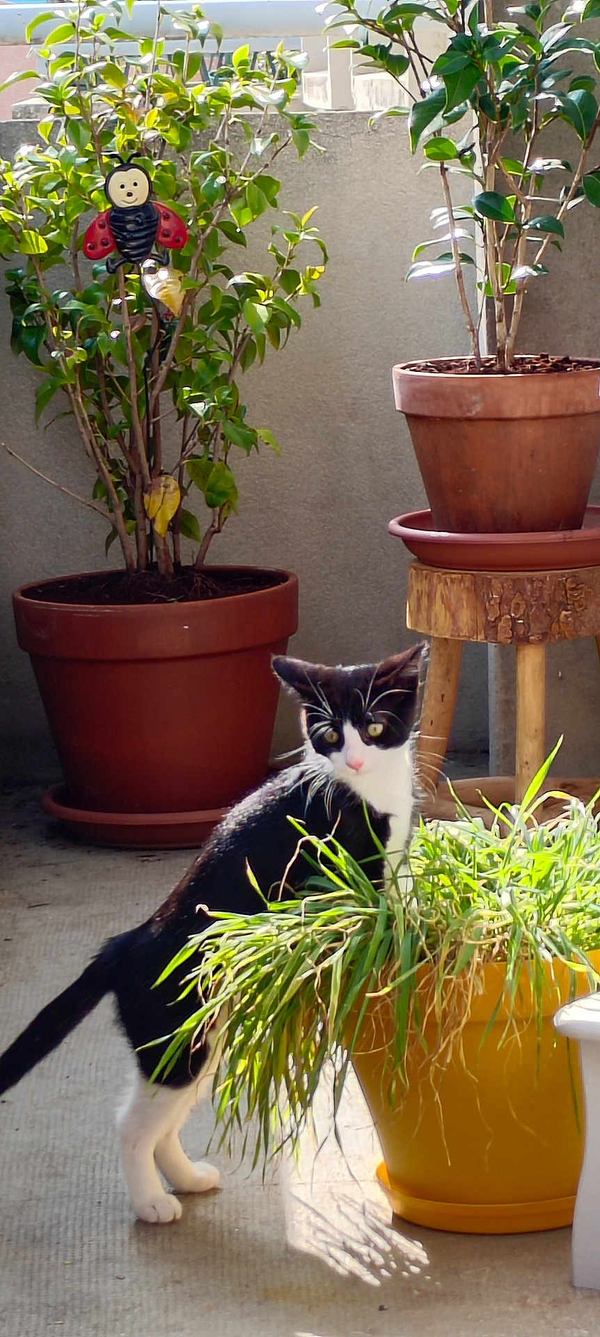 Oréo participe au concours pour gagner de l'argent avec cette photo : cat, plant, potted_plant, balcony, terracotta_pot, greenery, sunlight, curious, black_and_white_cat, leafy_plant, garden_ornament, ladybug, outdoor, concrete_floor, wooden_stool, nature, pet, animal, daylight, exploring